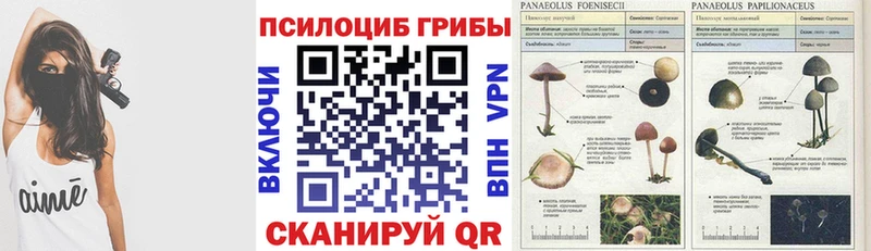 omg   Назрань  Галлюциногенные грибы GOLDEN TEACHER 